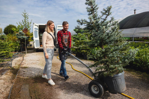 Best Tree Root Removal  in Rm Beach, WA